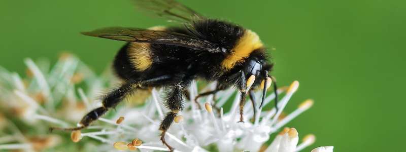 Organic and Eco-Friendly Pest Solutions
